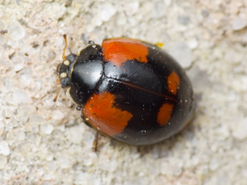 Adalia bipunctata (Linnaeus, 1758)